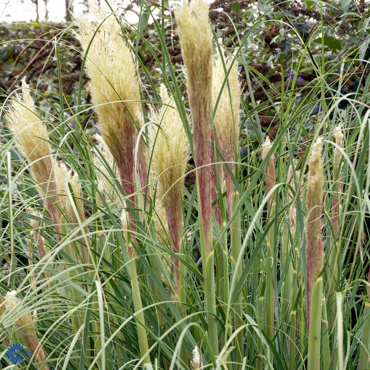 Bilde av Cortaderia s. 'Pumila'-Spanne Plantesalg