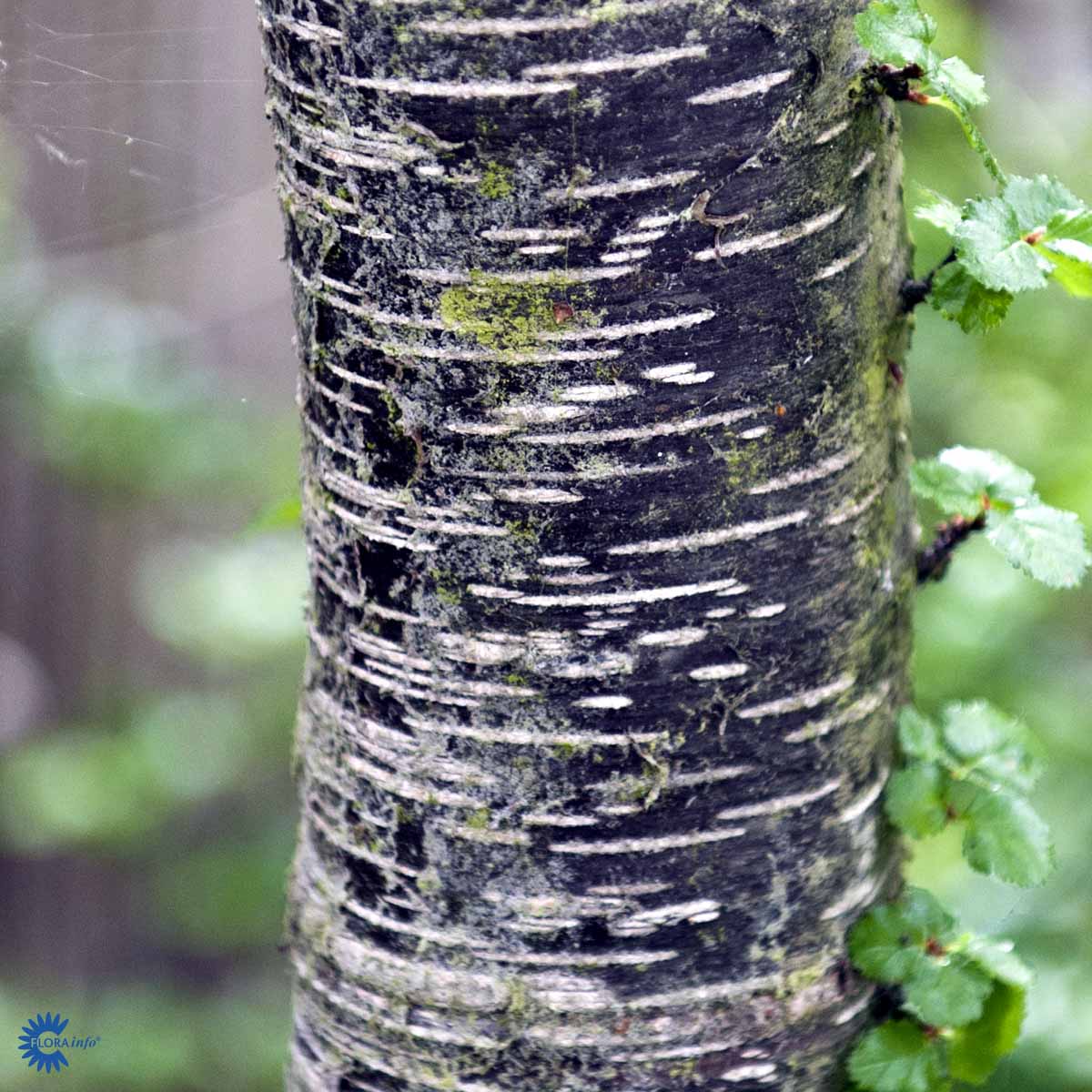 Bilde av Nothofagus antarctica 100-125cm-Spanne Plantesalg