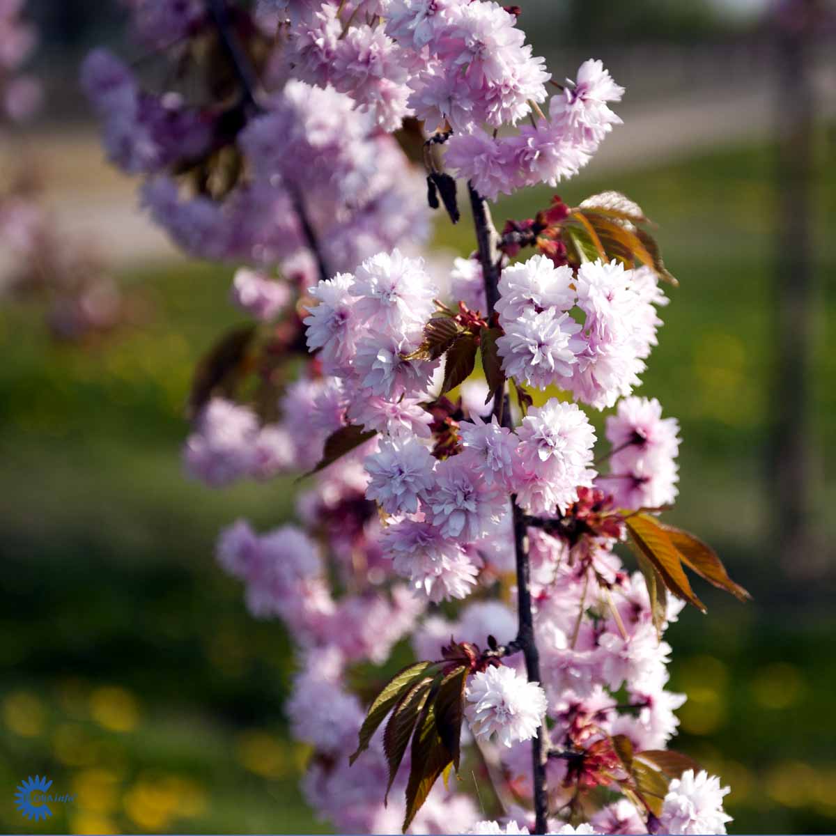 Bilde av Prunus 'Kiku-shidare-zakura' 120cm st.-Spanne Plantesalg