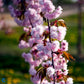 Bilde av Prunus 'Kiku-shidare-zakura' 150cm st.-Spanne Plantesalg