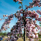 Bilde av Prunus 'Kiku-shidare-zakura' 150cm st.-Spanne Plantesalg