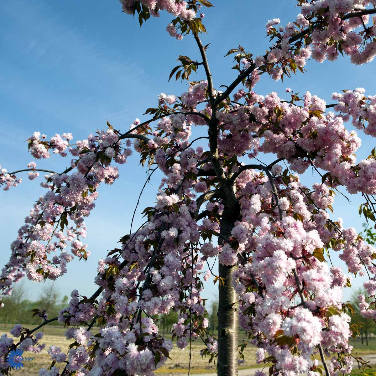 Bilde av Prunus 'Kiku-shidare-zakura' 150cm st.-Spanne Plantesalg