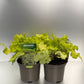 Bilde av Heuchera Lime Marmalade-Spanne Plantesalg