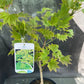 Bilde av Acer shirasawanum 'Aureum'-Spanne Plantesalg