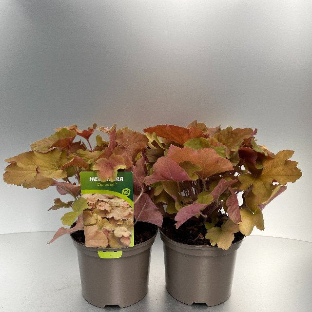 Bilde av Heuchera Caramel-Spanne Plantesalg