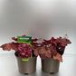 Bilde av Heuchera Cherry Cola-Spanne Plantesalg