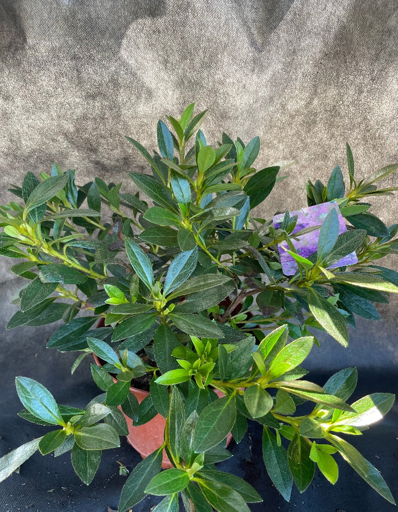 Bilde av Rhododendron (AJ) 'Blaue Donau'-Spanne Plantesalg