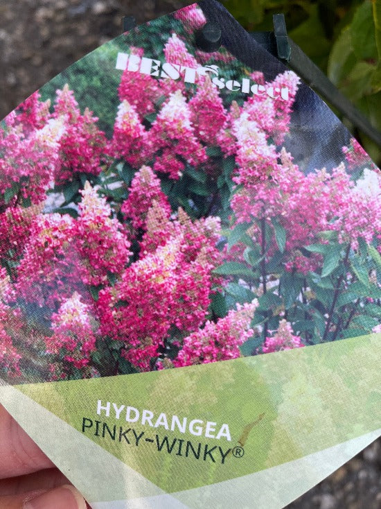 Bilde av Hydrangea pan. 'Pinky Winky'-Spanne Plantesalg
