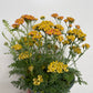 Bilde av Achillea 'Terracotta'-Spanne Plantesalg