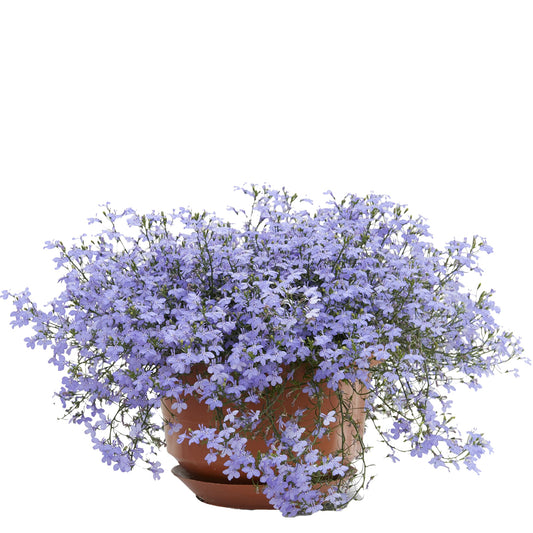 Bilde av Lobelia er. Laguna Trailing Sky Blue, 2 For 79,90-Spanne Plantesalg