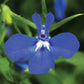 Bilde av Lobelia er. Techno 2.0 Dark Blue, 2 For 79,90-Spanne Plantesalg