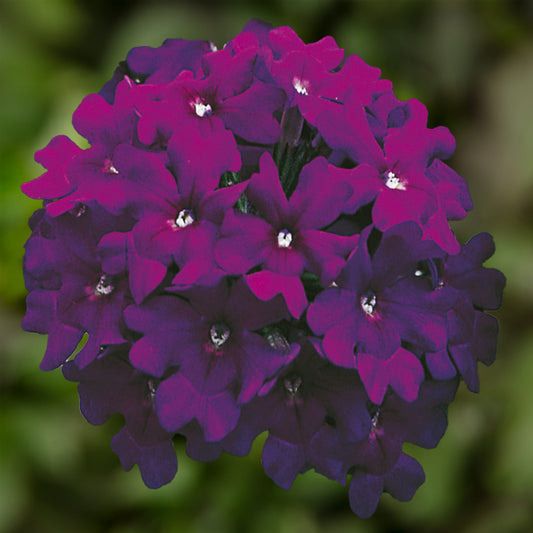 Bilde av Verbena Magelana Violet, 2 For 79,90-Spanne Plantesalg