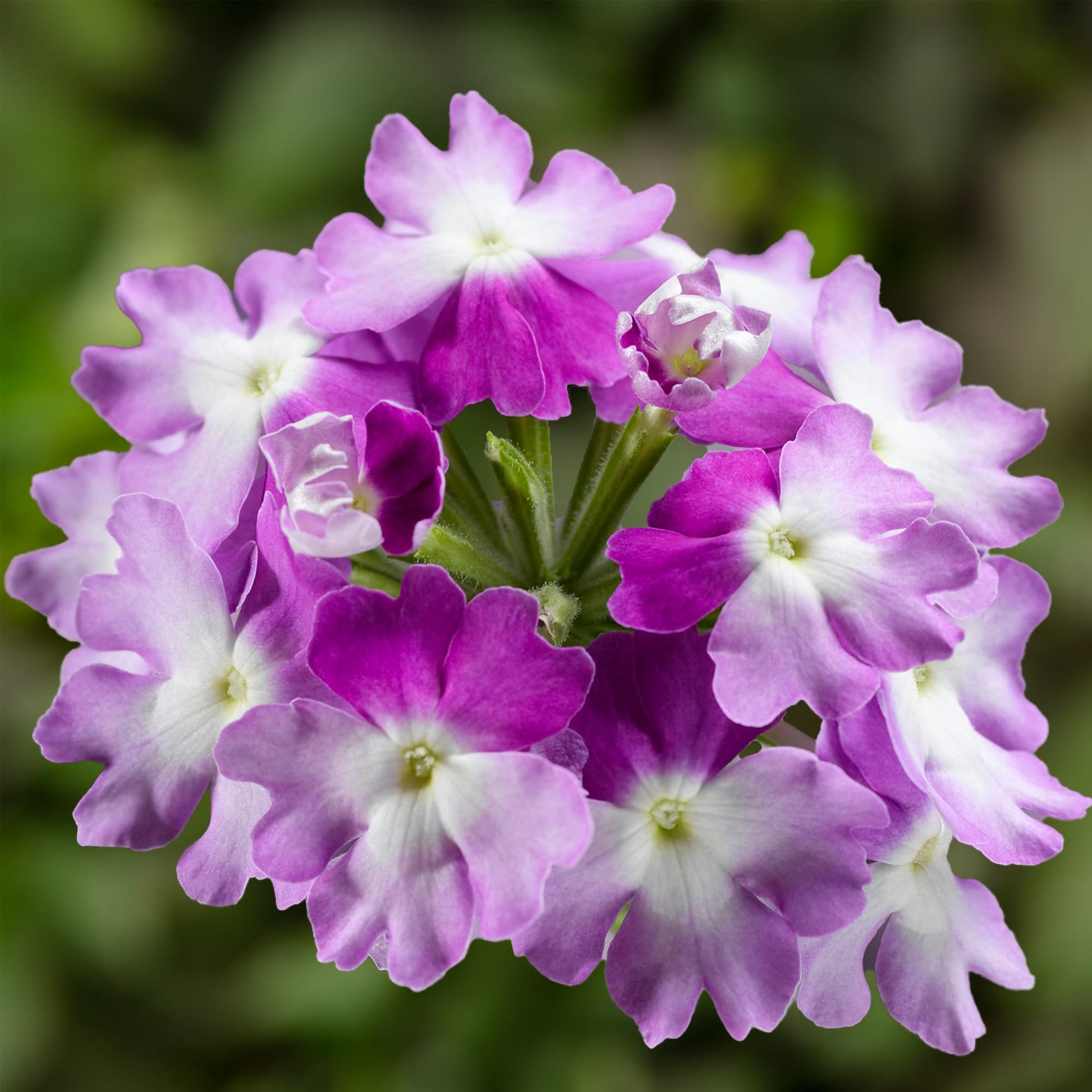 Bilde av Verbena Lanai® Compact Twister Purple, 2 For 79,90-Spanne Plantesalg