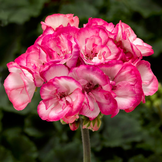 Bilde av Pelargonium zonale Bunny Strawbweey ice, 2 For 99,90-Spanne Plantesalg