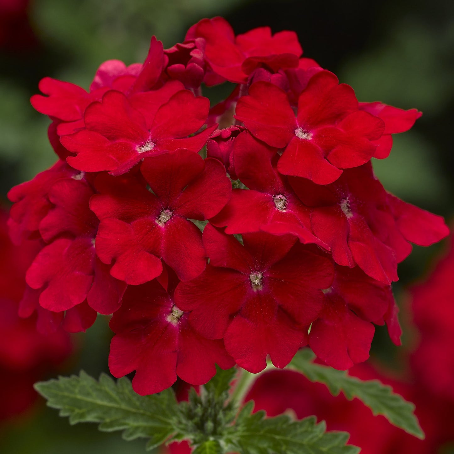 Bilde av Verbena Lanai® Up Scarlet, 2 For 79,90-Spanne Plantesalg