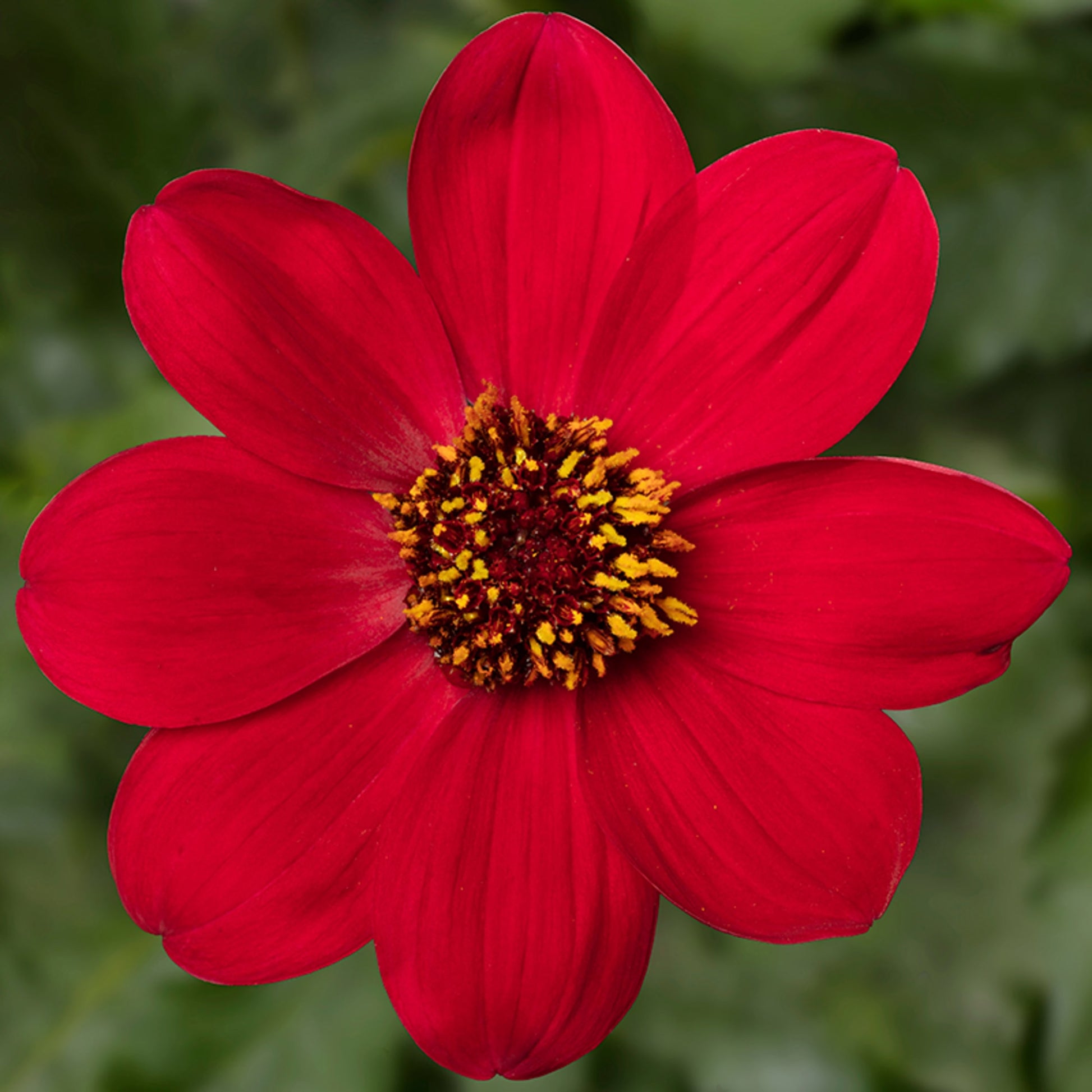 Bilde av Dahlia Dahlegria Red, 2 For 99,90-Spanne Plantesalg