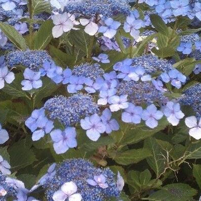 Bilde av Hydrangea serrata 'Veerle'-Spanne Plantesalg