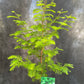 Bilde av Metasequoia glyptostroboides-Spanne Plantesalg