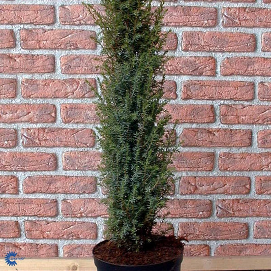 Bilde av Juniperus comm. 'Arnold'-Spanne Plantesalg