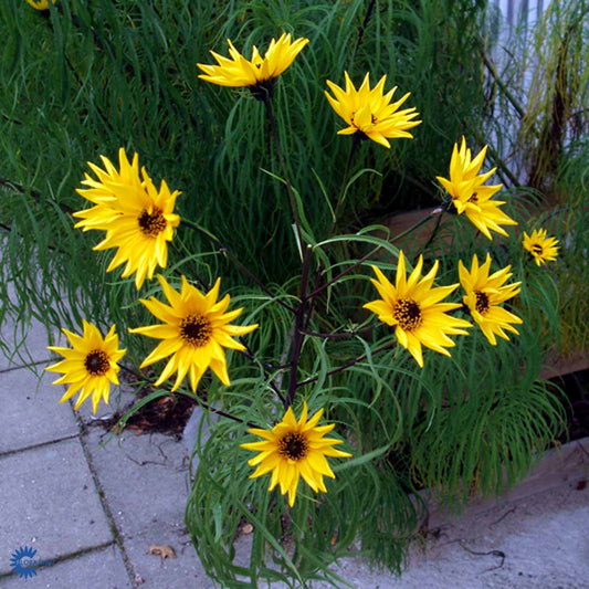 Bilde av Helianthus salicifolius-Spanne Plantesalg