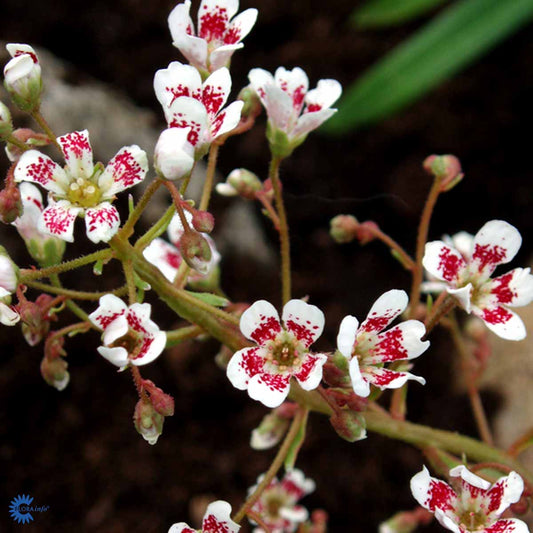 Bilde av Saxifraga cot. 'Southside Seedling'-Spanne Plantesalg