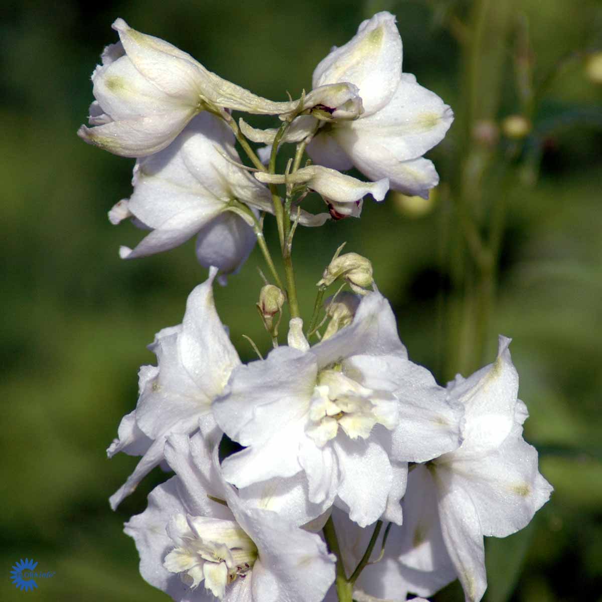 Bilde av Delphinium (P) 'Galahad'-Spanne Plantesalg