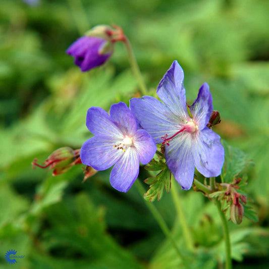 Bilde av Geranium 'Johnson's Blue'-Spanne Plantesalg