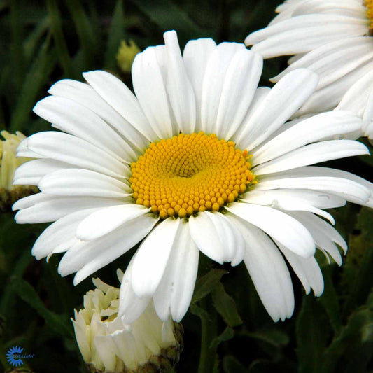 Bilde av Leucanthemum (S) 'Snow Lady'-Spanne Plantesalg