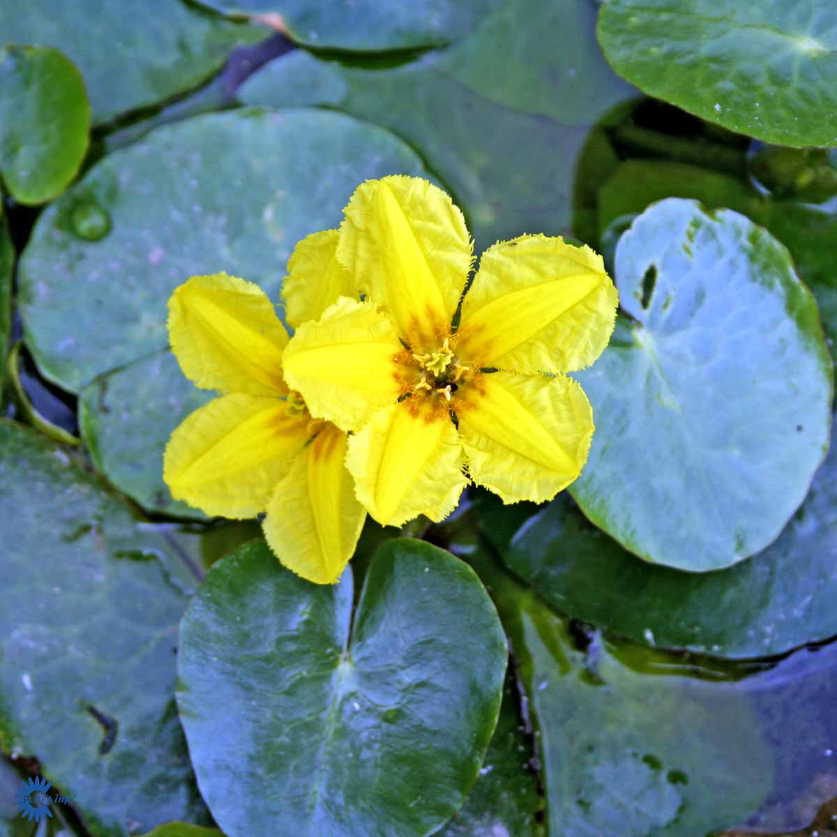 Bilde av Nymphoides Peltata 11*11-Spanne Plantesalg