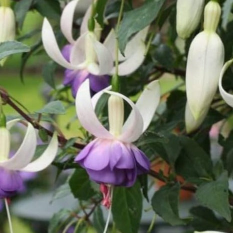 Bilde av Fuchsia 'Delta's Sarah'-Spanne Plantesalg