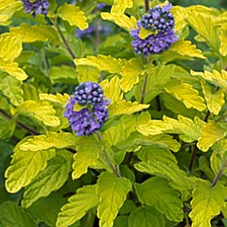 Bilde av Caryopteris cland. Hint of Gold-Spanne Plantesalg