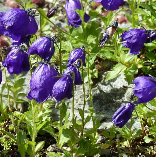 Bilde av Campanula pulloides 'G.F. Wilson'-Spanne Plantesalg