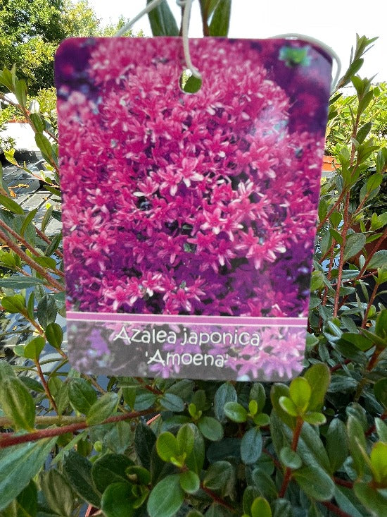 Bilde av Rhododendron (AJ) 'Amoena'-Spanne Plantesalg