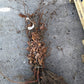 Bilde av Fagus sylvatica, barrot 60-80cm, pr plante-Spanne Plantesalg