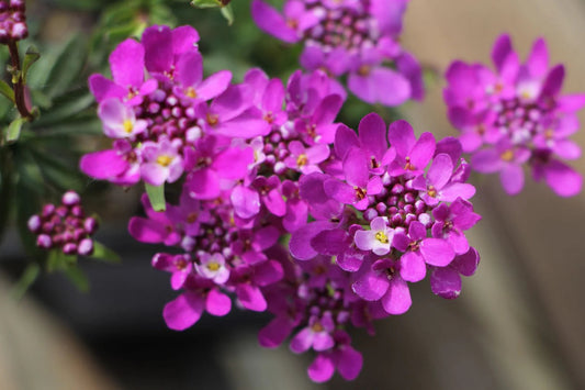 Bilde av Iberis semp. 'Absolutely Amethyst'-Spanne Plantesalg