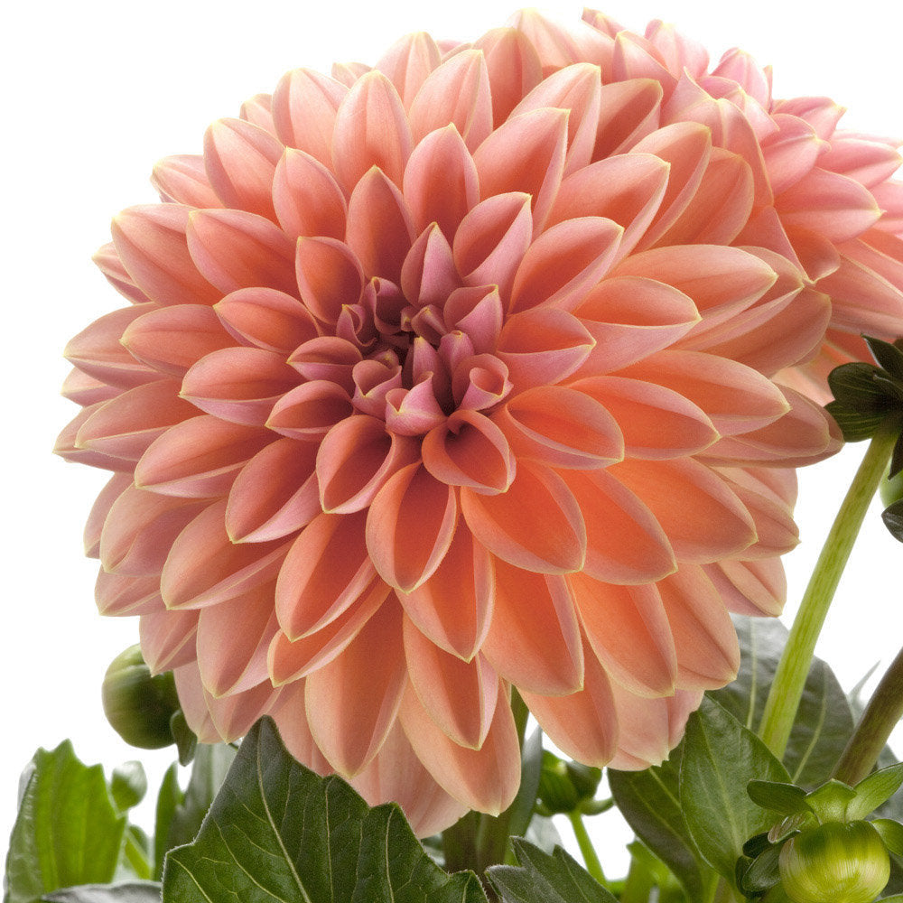 Bilde av Dahlia coc. Dahlietta Surprise Lily , 2 For 79,90-Spanne Plantesalg