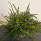 Bilde av Erica darleyensis-Spanne Plantesalg