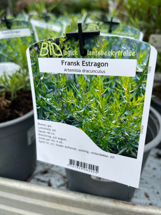 Bilde av Artemisia dracunculus-Spanne Plantesalg