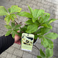 Bilde av HELLEBORUS 'SPANISH FLARE'-Spanne Plantesalg