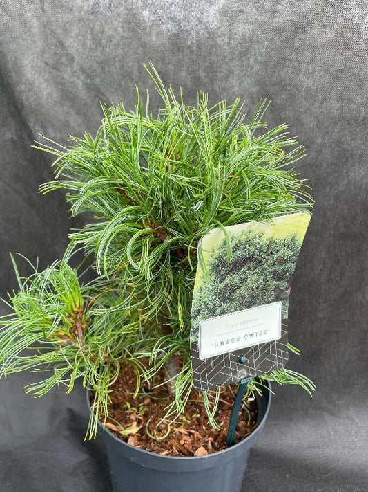 Bilde av Pinus strobus 'Green Twist'-Spanne Plantesalg