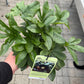 Bilde av HELLEBORUS 'NEW YORK NIGHT'-Spanne Plantesalg