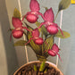 Bilde av Cypripedium Garden Orchids 6+ pink-Spanne Plantesalg