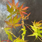 Bilde av Acer pal. Orange Lace-Spanne Plantesalg