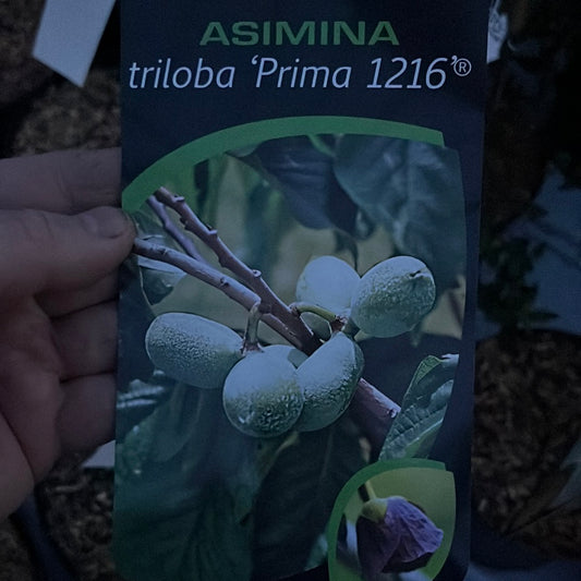 Bilde av Asimina triloba 'Prima 1216' ®-Spanne Plantesalg