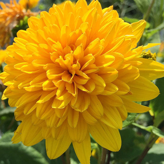 Bilde av Helianthus dec. 'Sunshine Daydream'-Spanne Plantesalg