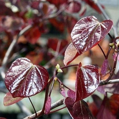 Bilde av Cercis can. Red Force-Spanne Plantesalg