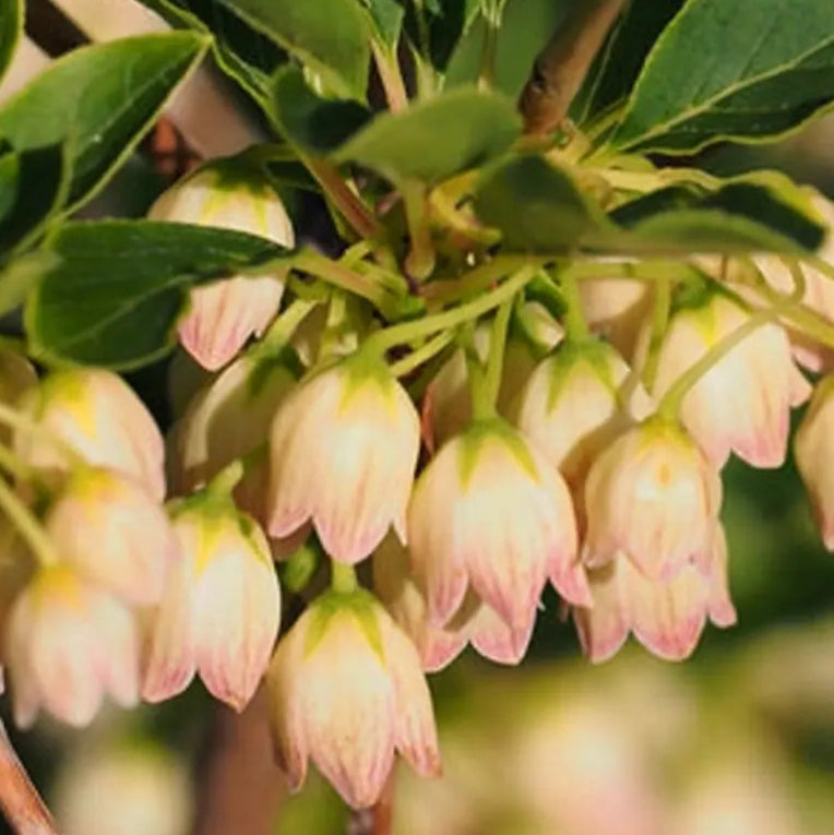 Bilde av Enkianthus campanulatus Prettycoat-Spanne Plantesalg