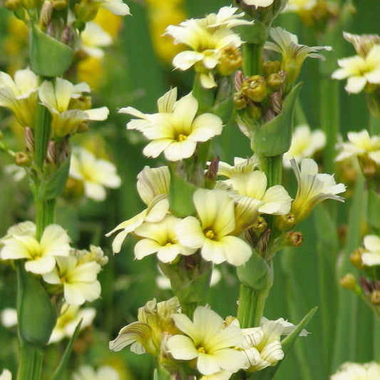 Bilde av Sisyrinchium striatum-Spanne Plantesalg