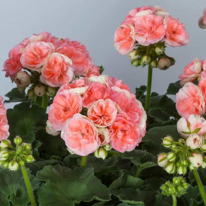 Bilde av Pelargonium zonale Rosebud, 2 For 129,90-Spanne Plantesalg