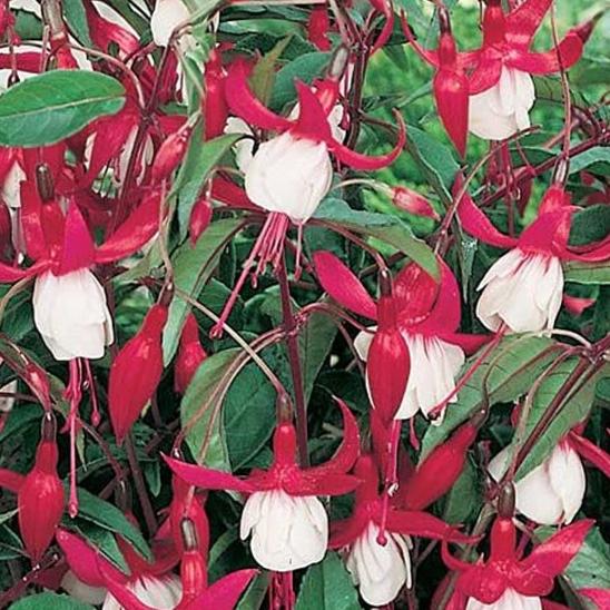 Bilde av Fuchsia 'Madame Cornelissen'-Spanne Plantesalg